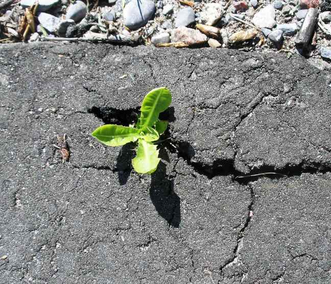 plant-in-pavement-2.jpeg